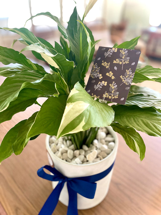 Large Picasso Peace Lily
