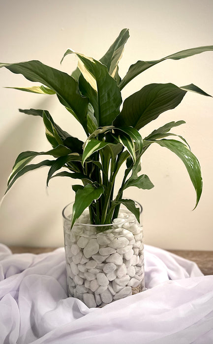 Large Picasso Peace Lily Water Plant
